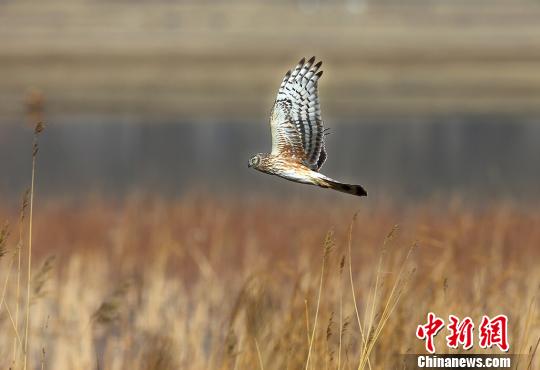 ������������������ɹš��Ҵ���(ͼ)