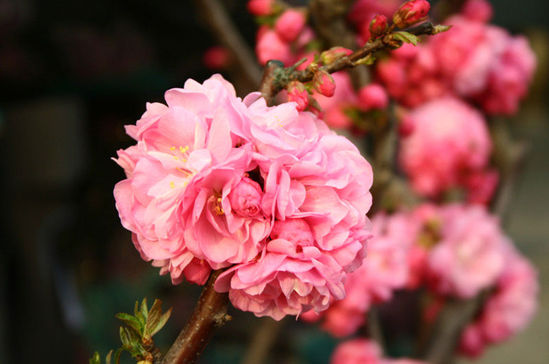 ���ա���������ȥ�� ����8���ͻ�ʤ��