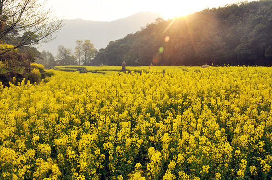 ���ա���������ȥ�� ����8���ͻ�ʤ��