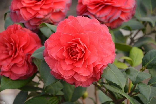 ���ա���������ȥ�� ����8���ͻ�ʤ��