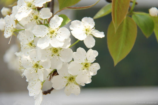 ���ա���������ȥ�� ����8���ͻ�ʤ��