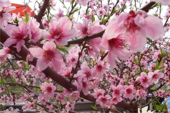 ���ա���������ȥ�� ����8���ͻ�ʤ��