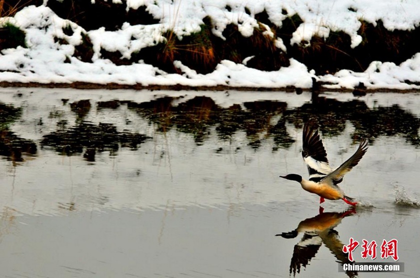 �Ĵ����Ӱ�ѩ�ǲ�ԭ ���ķ�ѩ�䶬�գ����壩