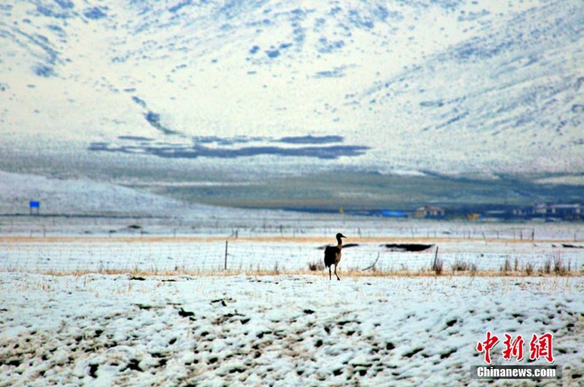 �Ĵ����Ӱ�ѩ�ǲ�ԭ ���ķ�ѩ�䶬�գ����壩��3��