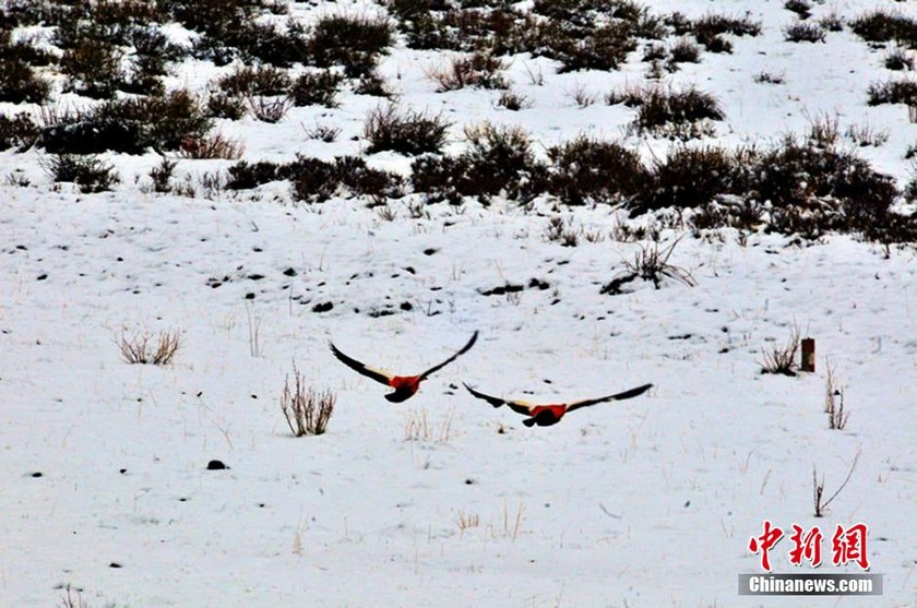 �Ĵ����Ӱ�ѩ�ǲ�ԭ ���ķ�ѩ�䶬�գ����壩��4��