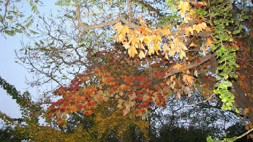 1224471435390_mthumb