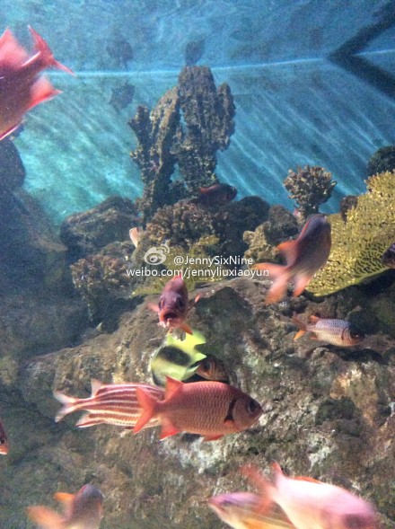 (ͼ@JennySixNine)