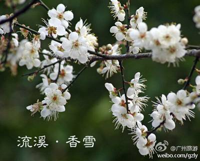 2015Ԫ����Ϫ��ɭ�ֹ�԰�