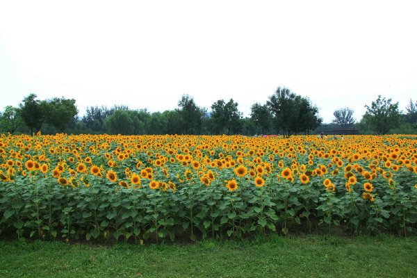 �ļ������ͻ���ȥ�� �̵㱱��7����Щ���������Ļ�չ