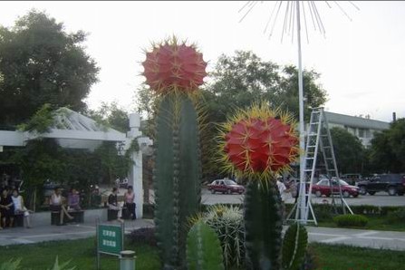 ���ɹŹ�ҵ��ѧ