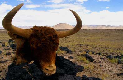 ����˿��ջ�ɽ