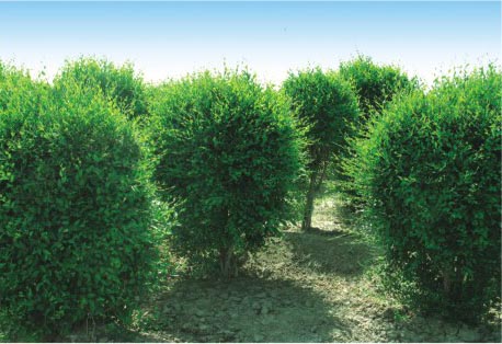 СҶ������Ȼ������