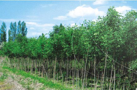 СҶ������Ȼ������