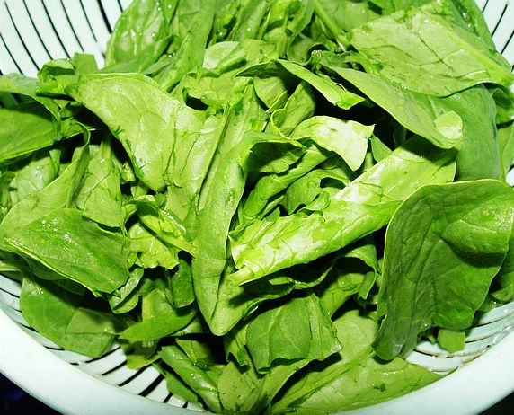 ����ֻȡҶƬ������ˮϴ����������ʳ��Ӧ���俪ˮ��ˮ����ƬҶ��˺С��������ڡ� 