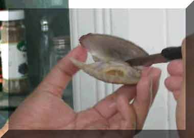 ��ʳ������DIY ���ط�˿���ȱ�(ͼ)