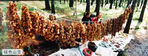 �˰����ز�:��ɫɽ��Ģ��