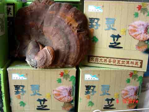 �˰����ز�:��֥