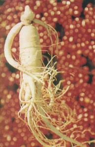 ����ɽ�˲� 