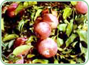 ��ʲ�͵���