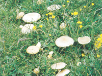 ��̨ɽ��ɫ:̨ĥ