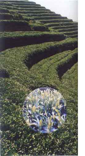 �ٺ��������ҹ���