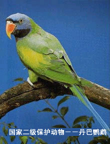 �������˹ȷ�ζ�ز�