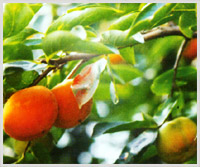 ���ݹ�����