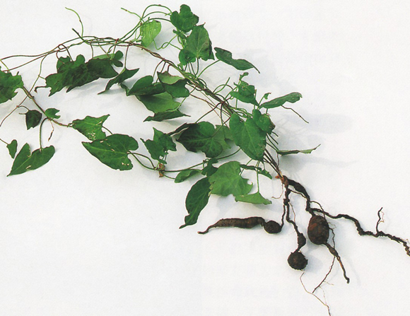 �������ز���������