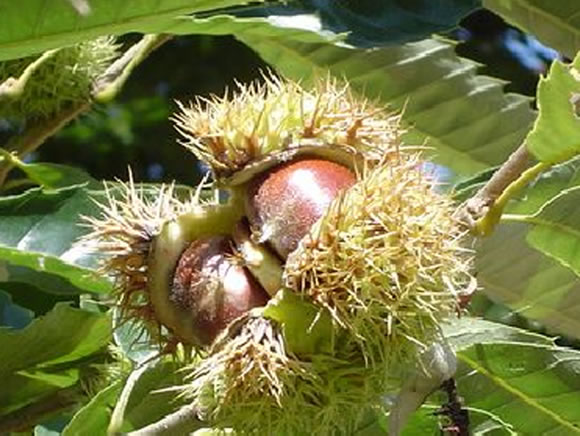 �������ز�������