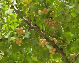 �������ز�������