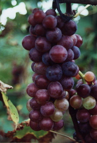 ��������ũ��Ʒ