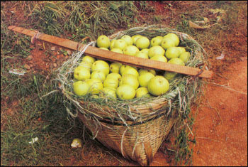 �ʹ������� 