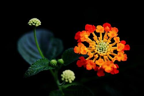 ΢�۾�ͷ�µĻ���