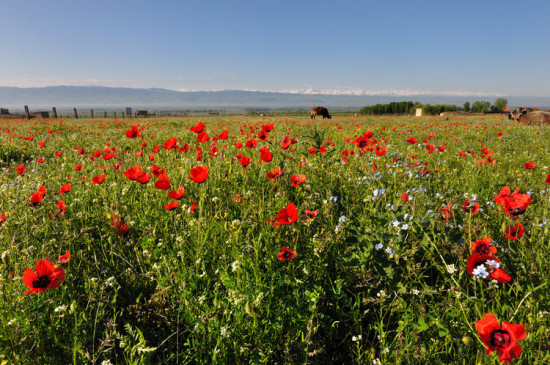 �����½���һ��������ɽ����������-��������