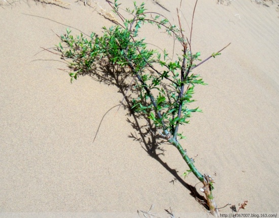 ��ɳ�Ŷ�<span class=lxw>[ע: ��ɳ�Ŷ�-��ɳ�Ŷ�λ���������������������磬����203ʡ������������ֱ�߾���25��������ɽңң������27ƽ������� ��ɳ�Ŷ� �滮��Χ�ڣ��㼯�˻ƺӡ���Į��ʪ�ء���������԰Ϊһ�����Ȼ���ۡ�]</span>��ɫ��-��Ȼ�羰