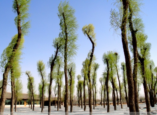 ��ɳ�Ŷ���ɫ��-��Ȼ�羰