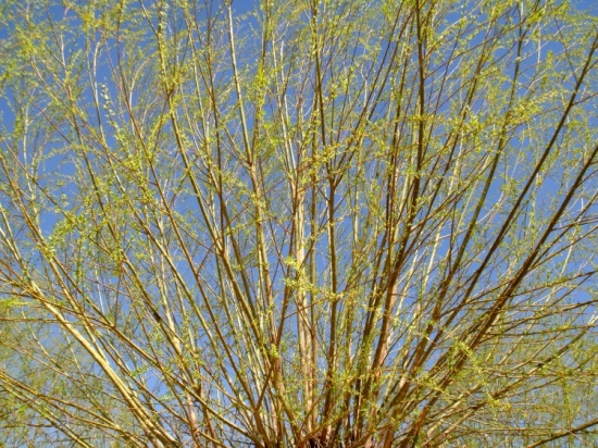 ��ɳ�Ŷ���ɫ��-��Ȼ�羰