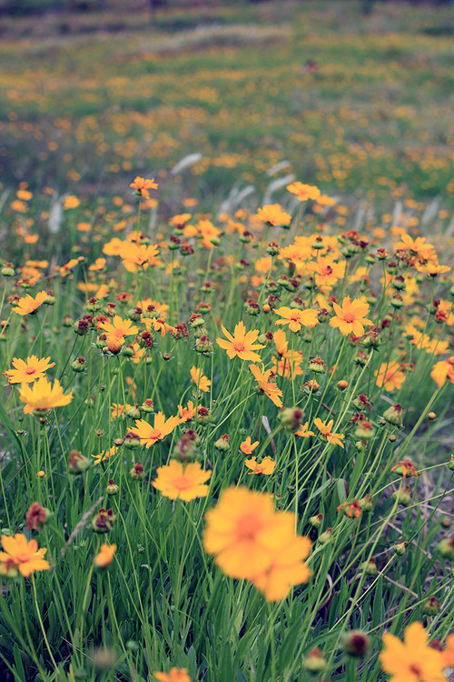 ɽ������-ֲ�ﻨ��