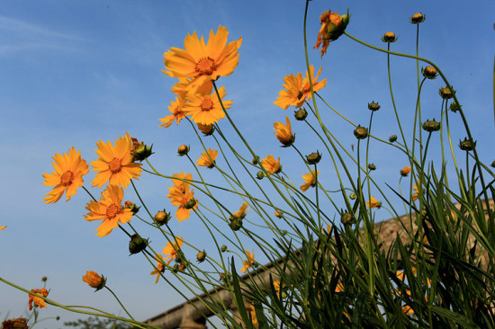 ɽ������-ֲ�ﻨ��