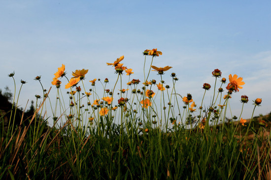 ɽ������-ֲ�ﻨ��