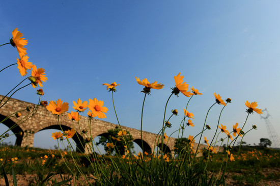 ɽ������-ֲ�ﻨ��