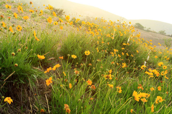 ɽ������-ֲ�ﻨ��