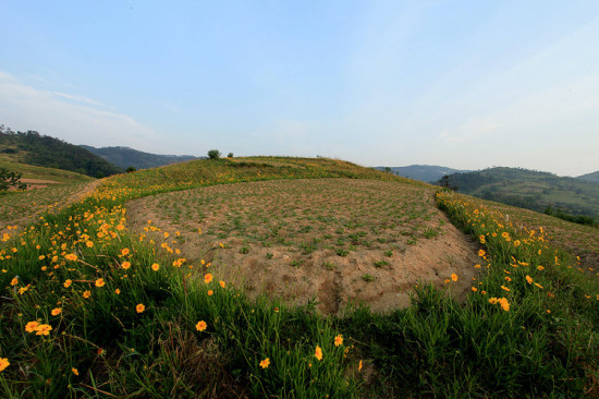 ɽ������-ֲ�ﻨ��