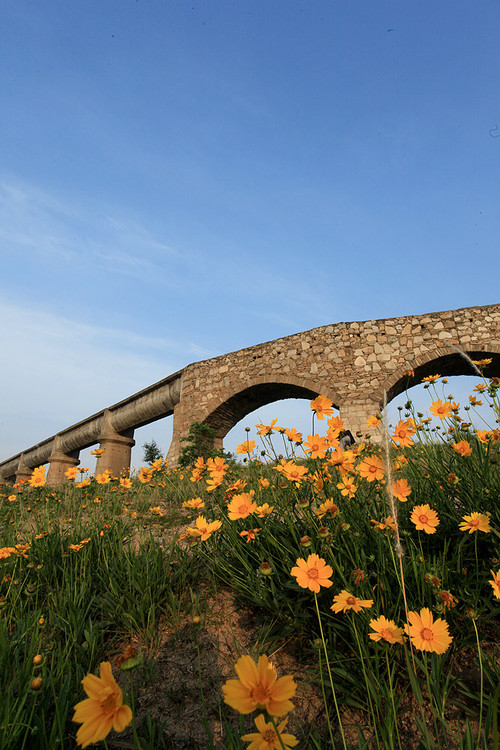 ɽ������-ֲ�ﻨ��