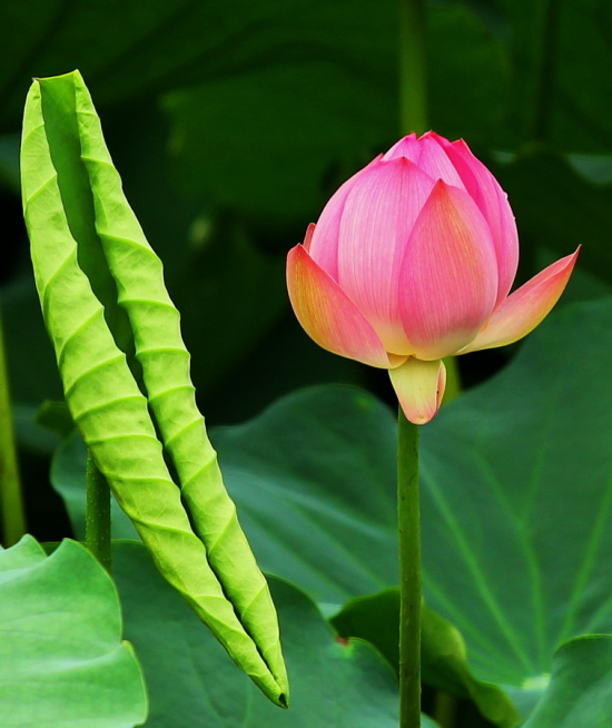 ��������-ֲ�ﻨ��