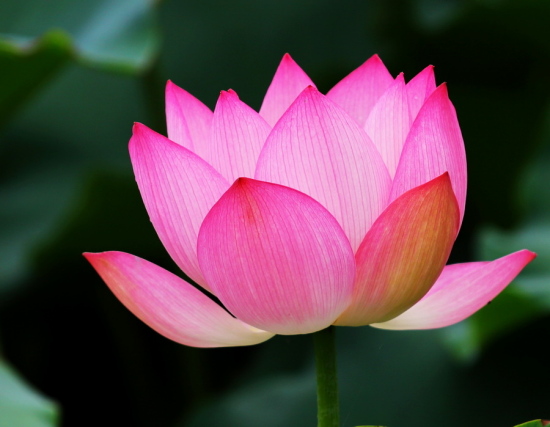 ��������-ֲ�ﻨ��