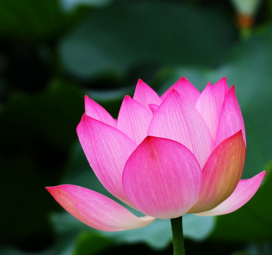 ��������-ֲ�ﻨ��