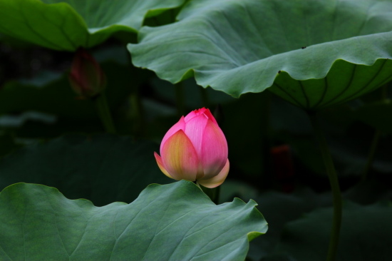 ��������-ֲ�ﻨ��