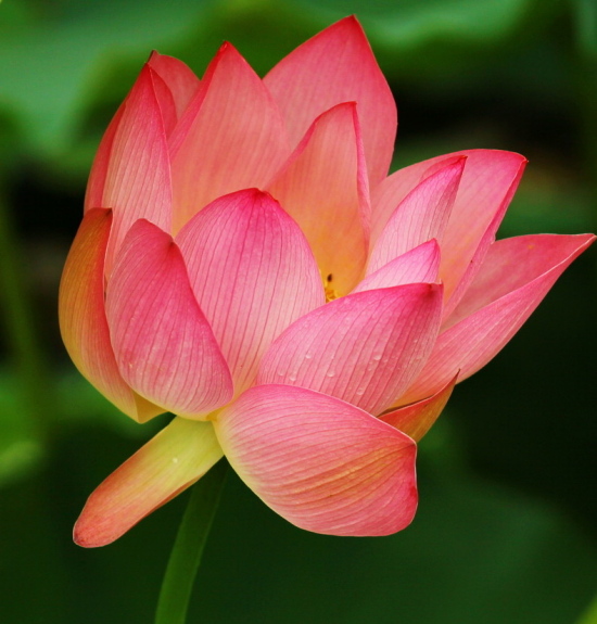 ��������-ֲ�ﻨ��