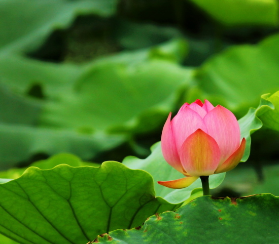 ��������-ֲ�ﻨ��